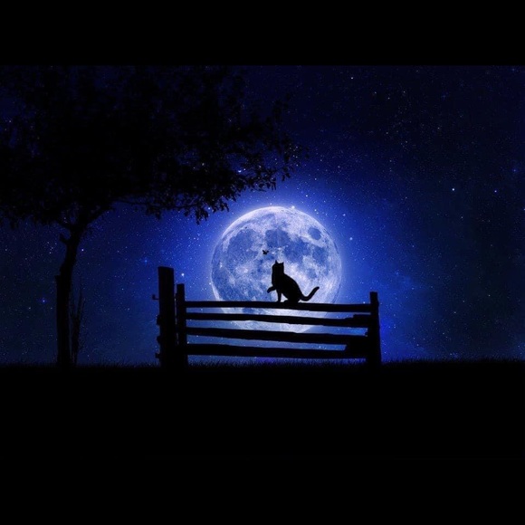 Meet your Posher, Misty - Picture 1 of 1